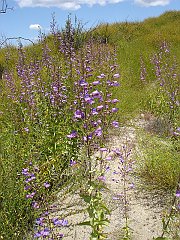 penstemon spectabilis